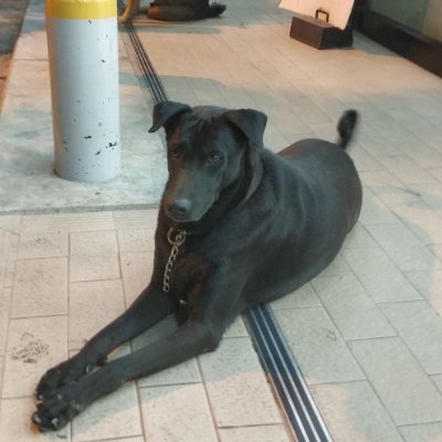 @bebedogdog