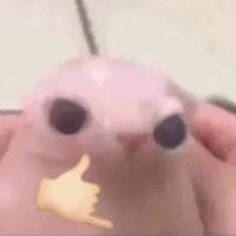 paochinnvt's profile picture. brainrot and writing.