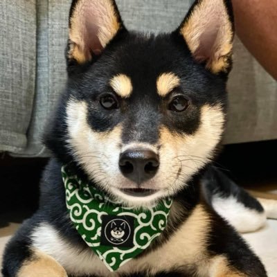 sexshiba's profile picture. 西門歡樂場所 未滿18歲禁止觀看🚫