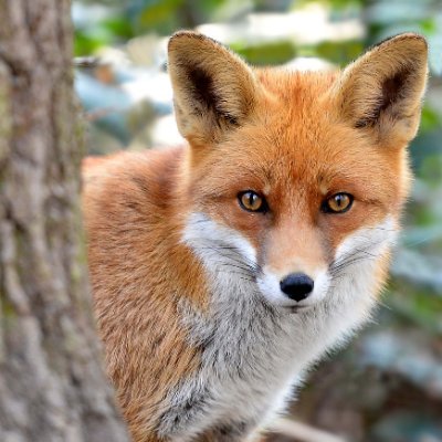 FORFOXSAKE11_11's profile picture. 