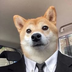 saket3012's profile picture. Introvert | Bihari | Observer |