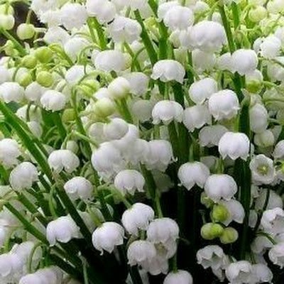 sharkova33913's profile picture. 