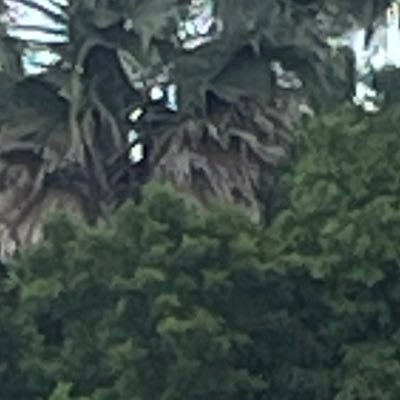 jahmiel550's profile picture. Helping one person might not change the whole world, but it could change the world for one person.