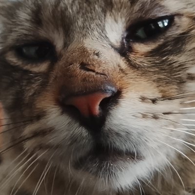 es_s_0's profile picture. |♀️(she/her) | 15 y/o | Indonesian | Multifandom (mostly JJBA, TF2, and Bandori) | Narancia and Fugonara addict |