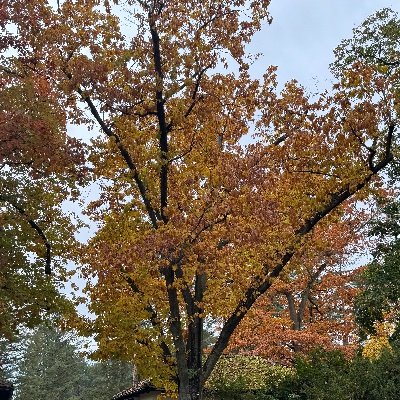 avithaldas's profile picture. tech, learning and Econ