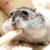 haruru0309123's profile picture. VRCイベント垢！
オタクします