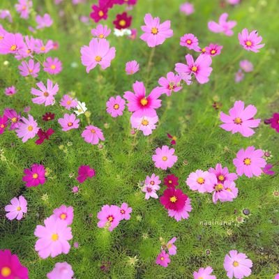 5Hazzz7OkC42720's profile picture. 集団ストーカーの被害者です