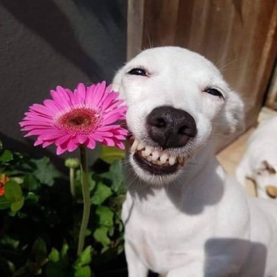 brutall_batman's profile picture. Hobby Boxer,,,,,,
Gloves on🥊 ,stress gone....!!!....🇮🇳🇨🇦