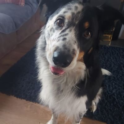 sievhead's profile picture. kids, grandkids, wife, the Toon, 2 cats & a dog. Not necessarily in that order.