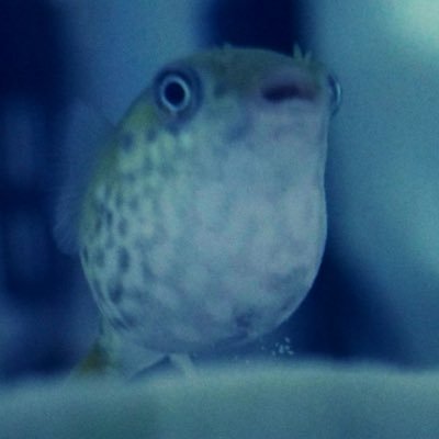 hikime4t's profile picture. にわかアビトラ勢
