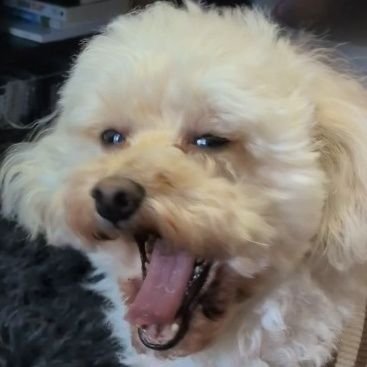 MOCHA3776's profile picture. 暇潰しアカウント
pneumonoultramicroscopicsilicovolcanoconiosis
Chargoggagoggmanchauggagoggchaubunagungamaugg