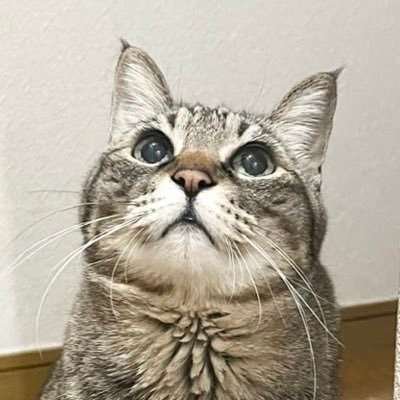 mitsu_5858's profile picture. 趣味は読書、美術鑑賞、スケッチ、神社仏閣巡り…と多趣味なアラフィフ主婦です😊