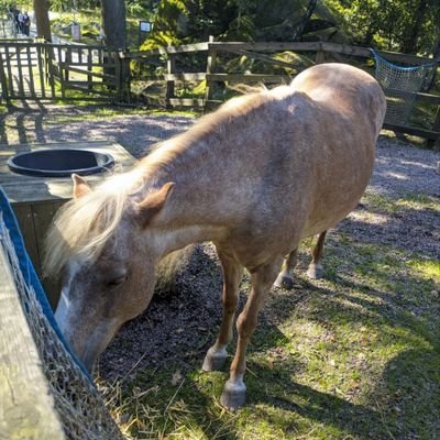 halfarseniy's profile picture. this account stands with trans rights!!!!!
