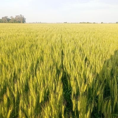 GustavoJustribo's profile picture. 