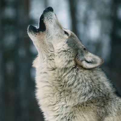 yohji_abe's profile picture. 歌人。お仕事の依頼については固定ポストをご参照ください。