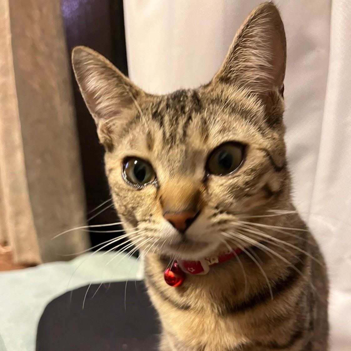 shok6a1's profile picture. 