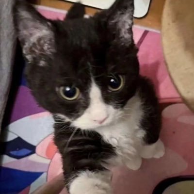 astreree's profile picture. @archiveinu