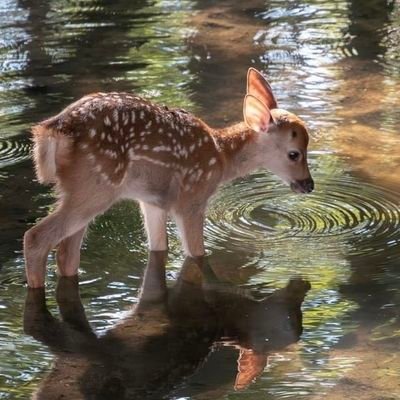 gIitterfaerie's profile picture. beauty & magical musings, always. 🧺 lover of all things bizarre and mystical.