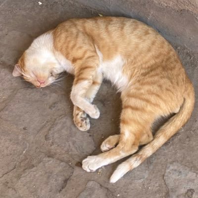 notekedanaab's profile picture. 