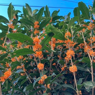 2sakurasou1's profile picture. 韓流ドラマが大好きです /昔は漫画大好き少女でした / 赤毛のアン🌸/家庭菜園🌱／昨日より感謝の生活/DMは返信しません🙇