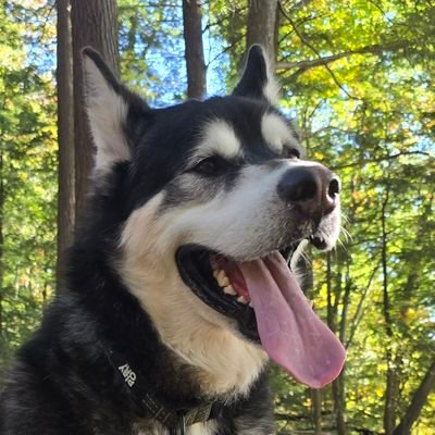 Kohba_is_a_dog's profile picture. I'm a rescue dog out here living my bestest life. Alaskan Malamute mix. Extra Extra Large (for those who love big boys!)