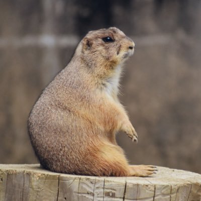 mochiii_syaro's profile picture. 30代￤非正規￤R6社労士試験初学受験⇒惨敗￤R7受験せず￤R8社労士試験リベンジ受験予定￤初受験後一年勉強離れてたのでほぼ初学の頭￤🐨は癒し￤欲しいものは記憶力￤無言フォロー失礼します🙇‍♀️