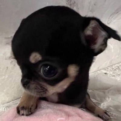 _haruu_____'s profile picture. 