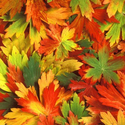 CaiXueYong's profile picture. 