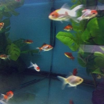 booBung10310's profile picture. 성인/ 덕질을 겸하는 극복계. 이 계정은 일기장처럼 사용합니다. 오늘도 힘내봅시다. :-)