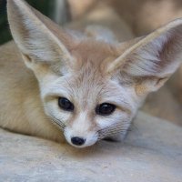 Viva Libre (@mxantiwoke) 's Twitter Profile Photo