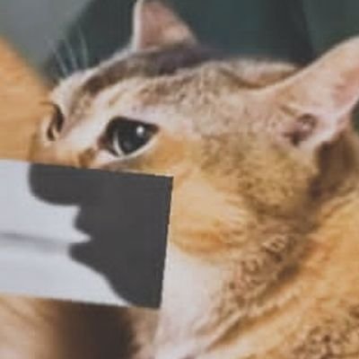 monkeytruther's profile picture. 