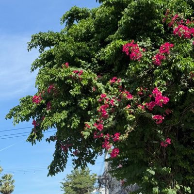 Plaajingjung's profile picture. Arts & Culture Music