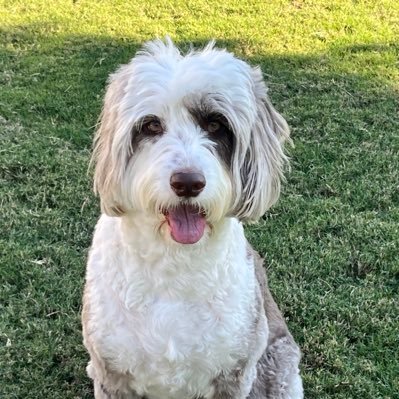 Jubewi1960's profile picture. Christian, wife, dog mom. Ultra MAGA! Love my family and my country. No DM’s.