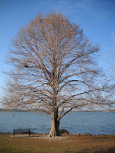 White_Rock_Lake's profile picture. Dedicated to exposing White Rock Lake as a destination & capturing the true essence of the lake as a living, breathing organism in the midst of an urban jungle.