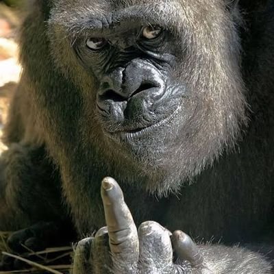 Akbaray09's profile picture. 3WFFU3QV