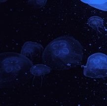 koffixq's profile picture. 