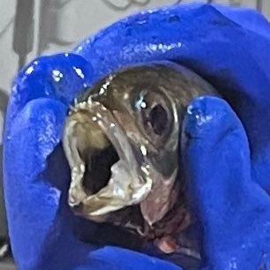 hanakayuingo's profile picture. 合唱と海とバレーが