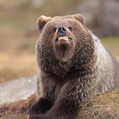 KailashKeVaasi's profile picture. One day
I'll find the right words 
And they all 
will be simple!