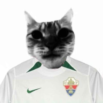 GatoELX's profile picture. Más 🥚🥚 que 🌴 

⚔️Grada Fondo Sur 1923 🪖

Elche CF y Grimsby Town 💚🖤

André Silva fan account