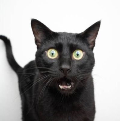 rdinarySakamoto's profile picture. talking cat