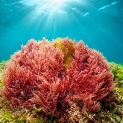 CarrageenxD's profile picture.