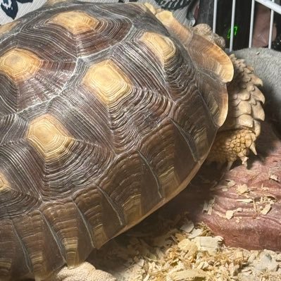 nissan_shitbox's profile picture. 