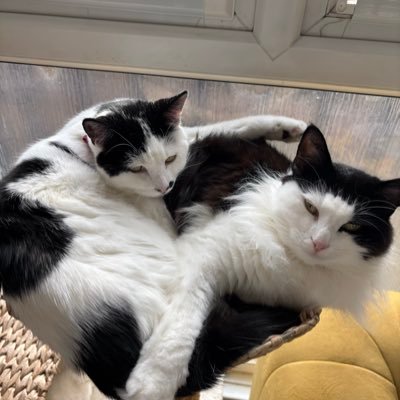 twilightcatss's profile picture. two mischievous brothers named Edward and Jacob, constantly scheming for more food and belly rubs 😍 pawrent is 24, any pronouns 🏳️‍🌈🏳️‍⚧️🇵🇸🇺🇦