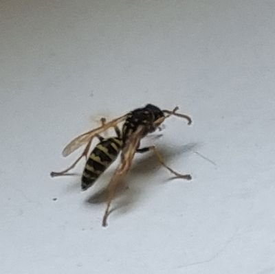 EcraseTaGuepe