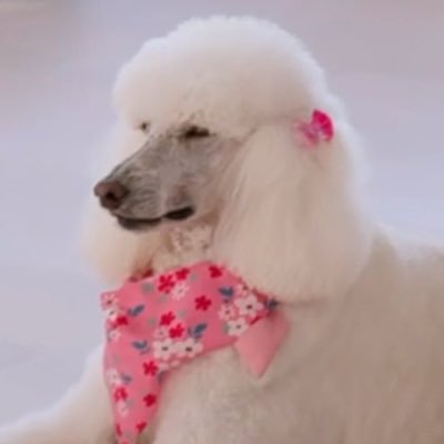 maxshoh's profile picture. Reality TV | 20