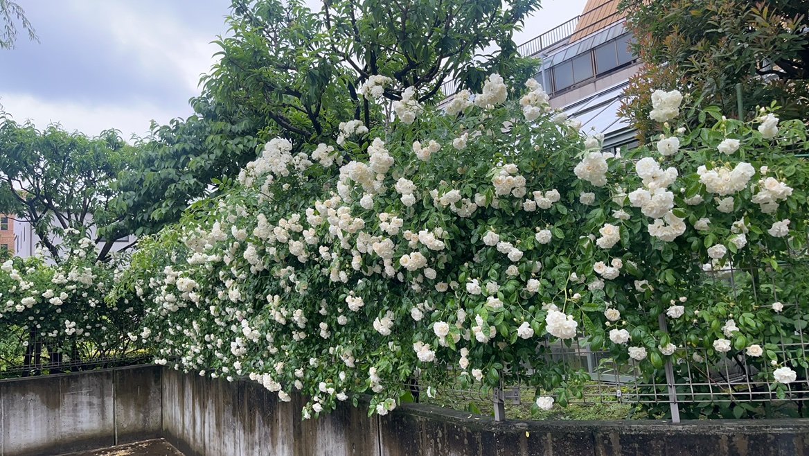 Mimi_himawari_k's profile picture. 蒲田東口(ひまわり)極上リラクゼーション(アカスリ)