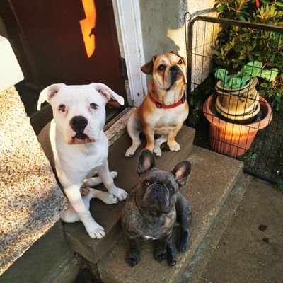 gemmaShort10's profile picture. Studying in TQUK, understand children and young people's mental health Level 2 (Broadly compatible to SCQF Level 5)