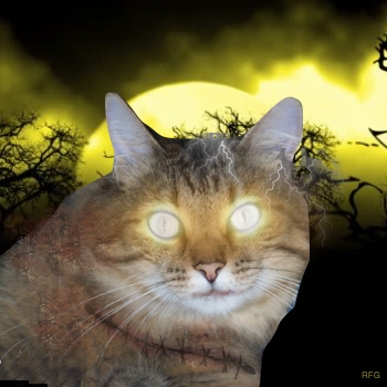 LilyLuWhoT's profile picture. OTRB 8-3-21/Luna OTRB 10-24-18💔Shiloh arrived 5/14/19 Livvie arrived 11/9/23! Mrs @toughteddybear! Luv my anipals! #wlf #PA #brekkieclub #Purrs4Peace #RedSox
