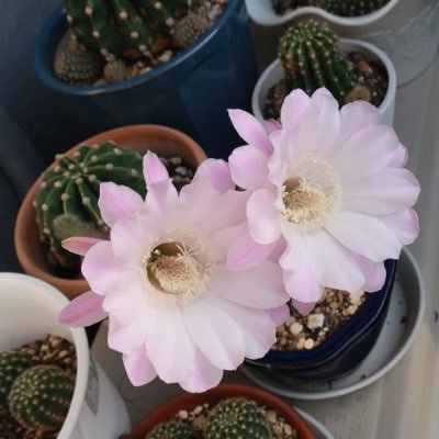 mshshi123's profile picture. 日韓家庭。日本暮らし32年。 世界平和好き。 家庭連合1世。多肉植物、サボテンなどを育てています。お料理が好き。 #日韓家庭　 #信教の自由　無言フォロー失礼します。 🙏 DM ❌