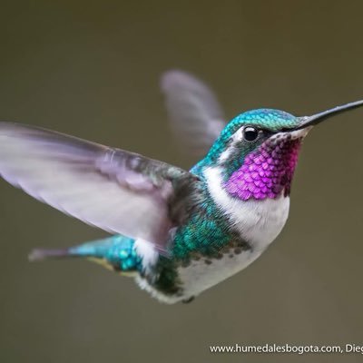 AveluzE's profile picture. 